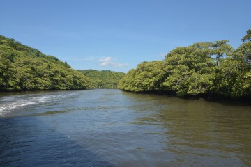 マングローブ林 マングローブ林