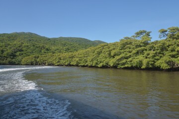 マングローブ林 マングローブ林