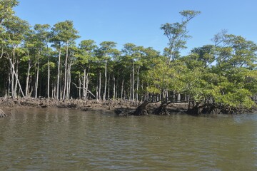 マングローブ林 マングローブ林