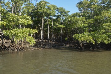 マングローブ林 マングローブ林
