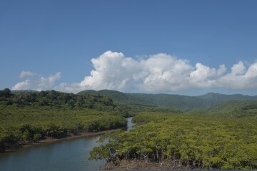 マングローブ林 マングローブ林