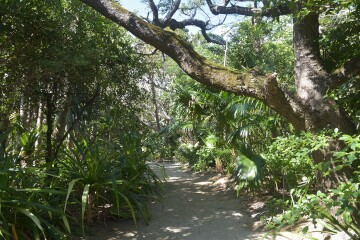 まるでジャングル 南国