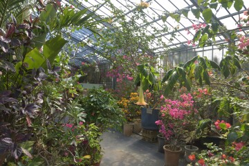 ブーゲンビレア ブーゲンビレア