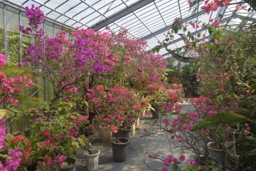 ブーゲンビレア ブーゲンビレア