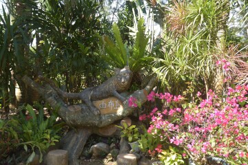 イリオモテヤマネコ イリオモテヤマネコ