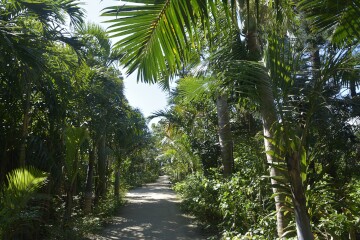 ヤシの小径 ヤシの小径