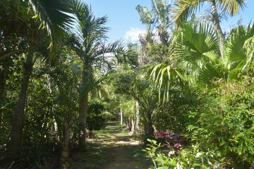 ヤシの小径 ヤシの小径