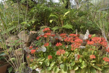 オオゴマダラ オオゴマダラ