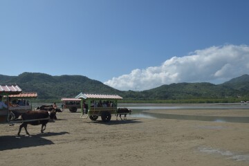 由布島水牛車乗り場 由布島水牛車乗り場