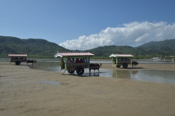 由布島水牛車乗り場 由布島水牛車乗り場