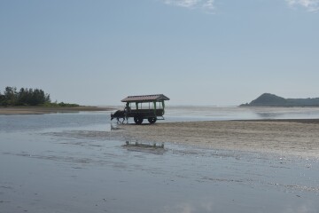 長閑な風景 水牛車