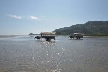 長閑な風景 水牛車