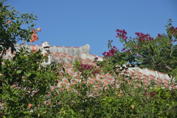 ハイビスカスとブーゲンビレア
