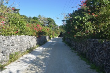 ブーゲンビレア ブーゲンビレア