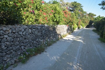 ブーゲンビレア ブーゲンビレア