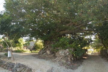 ガジュマルの木 ガジュマルの木